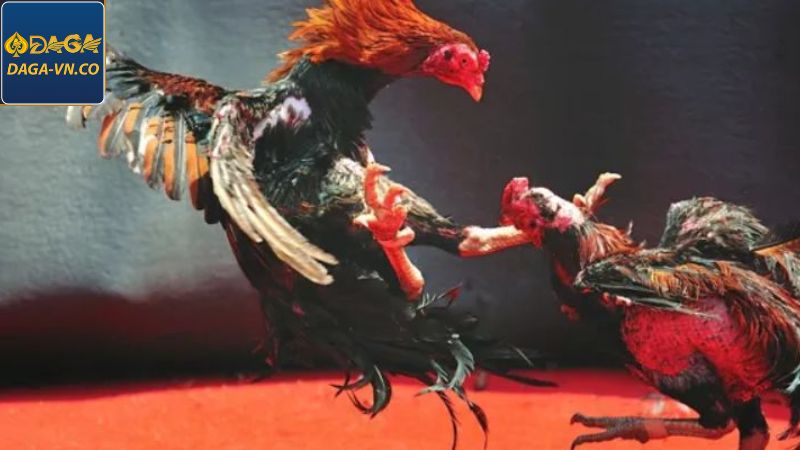 Đá Gà Thomo Tại DAGA Hình Thức Kịch Tính Và Lôi Cuốn Nhất 2 Khái quát cơ bản về hình thức đấu gà Thomo