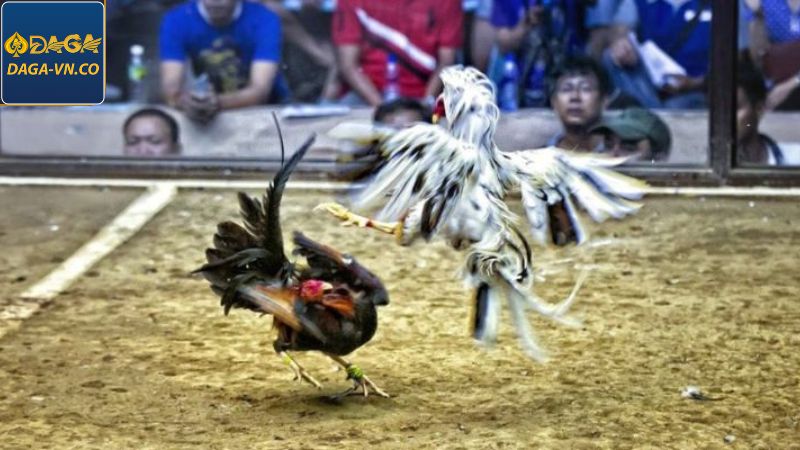 Đá Gà C1 - Sân Chơi Cá Cược Hấp Dẫn, Độc Đáo Tại DAGA88 2 Tổng quan về các đặc điểm cơ bản của chọi kê C1