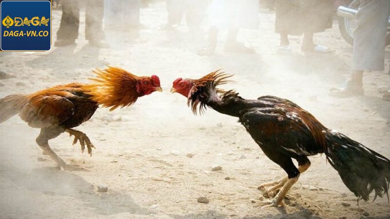 Đá Gà Thomo Tại DAGA Hình Thức Kịch Tính Và Lôi Cuốn Nhất 3 Phân tích yếu tố tạo nên sức hấp dẫn của trận đá gà Thomo